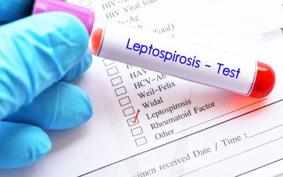 Aumentan casos de Leptospirosis en El Salvador